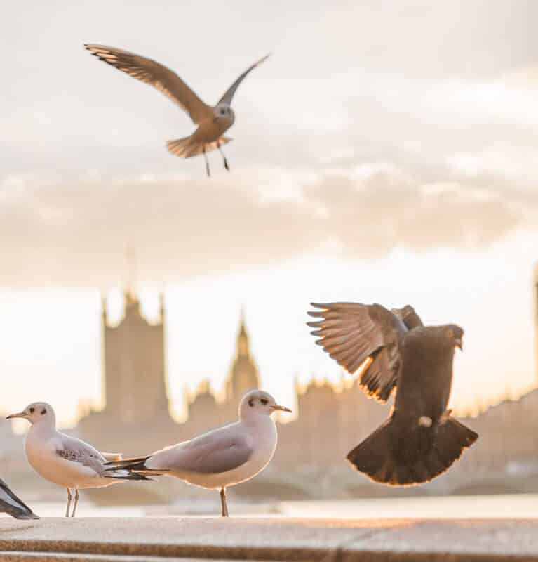 Birds detection
