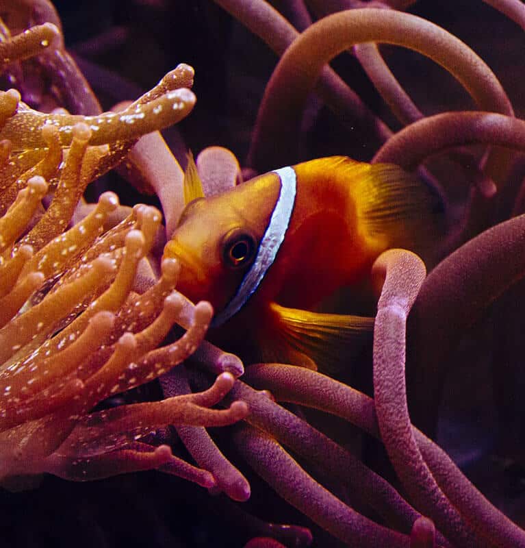 Fish detection