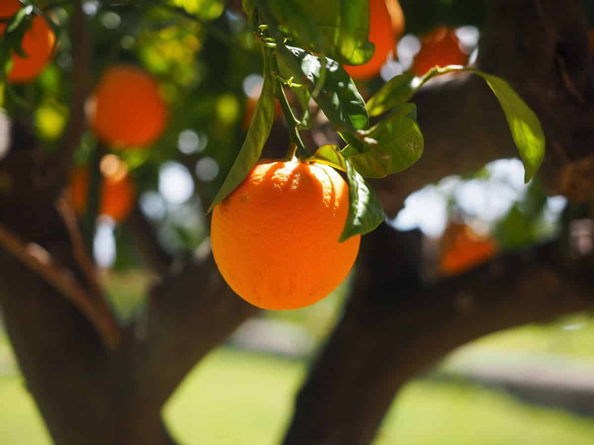 simple-orange simple-orange