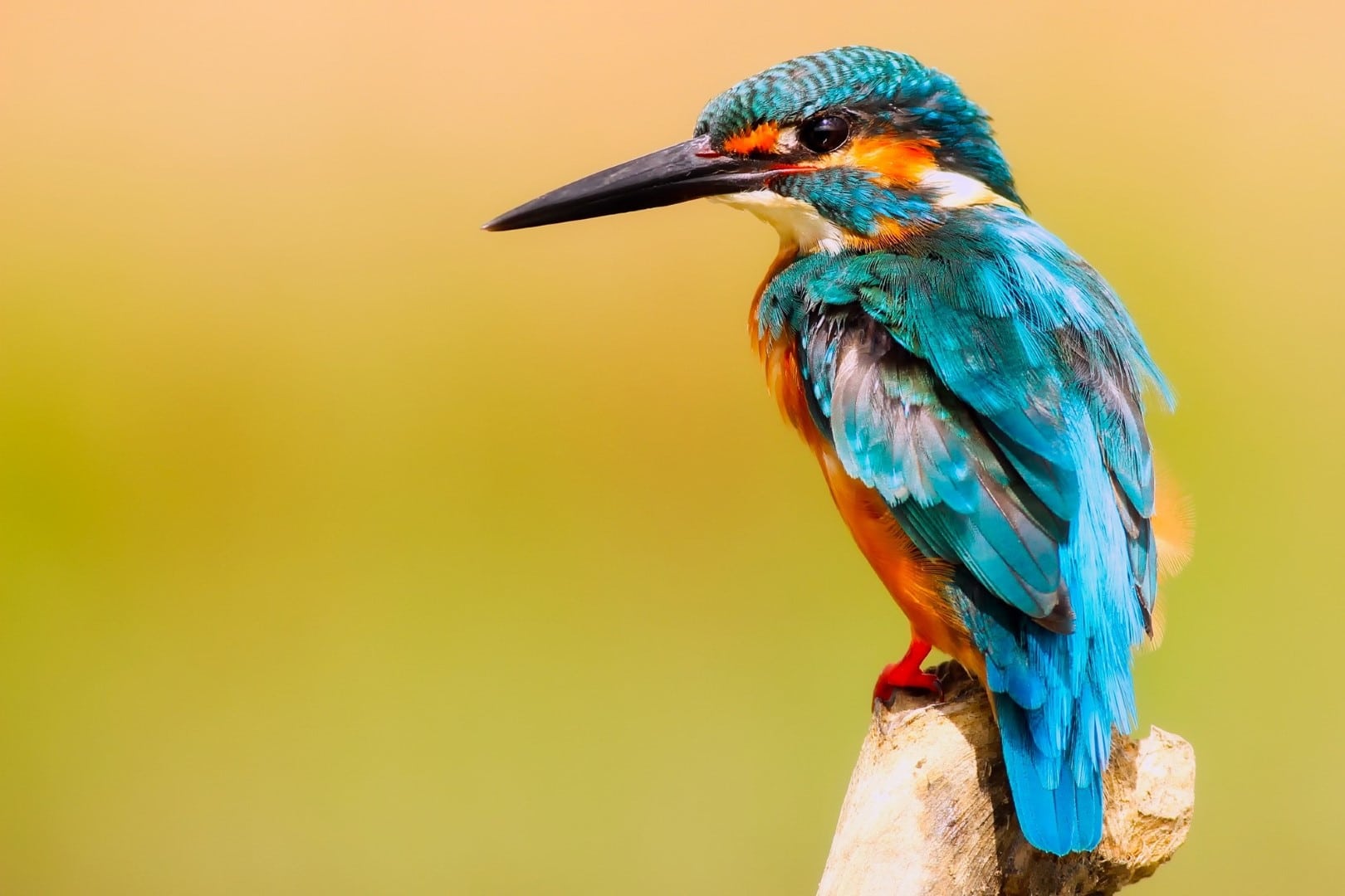 Animal detection - bee eater Animal detection - bee eater