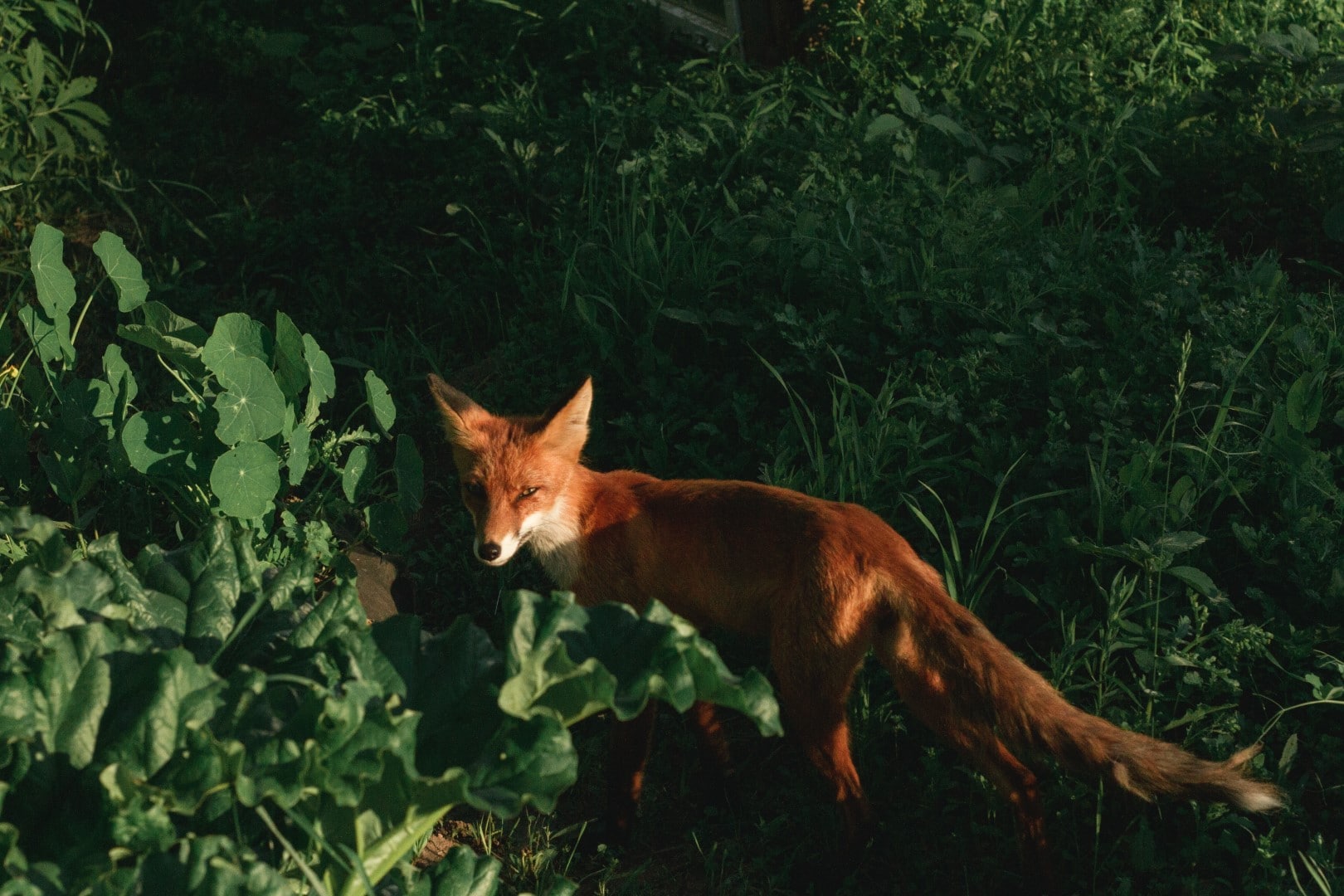 Animal detection - fox Animal detection - fox