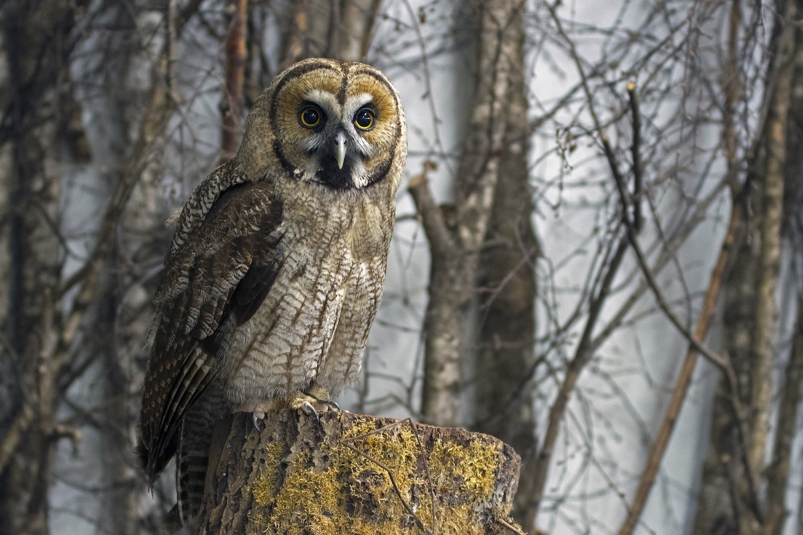 Animal detection - great grey owl Animal detection - great grey owl