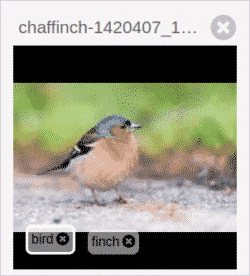 Bird detection - finch