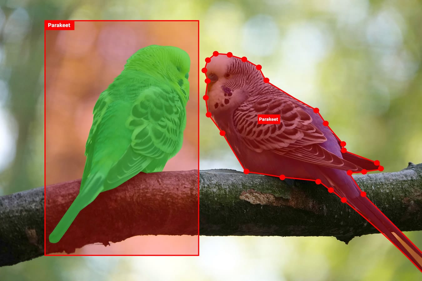 parakeets parakeets