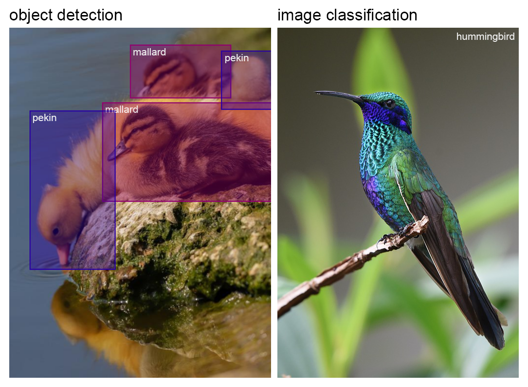 Object detection | image classification