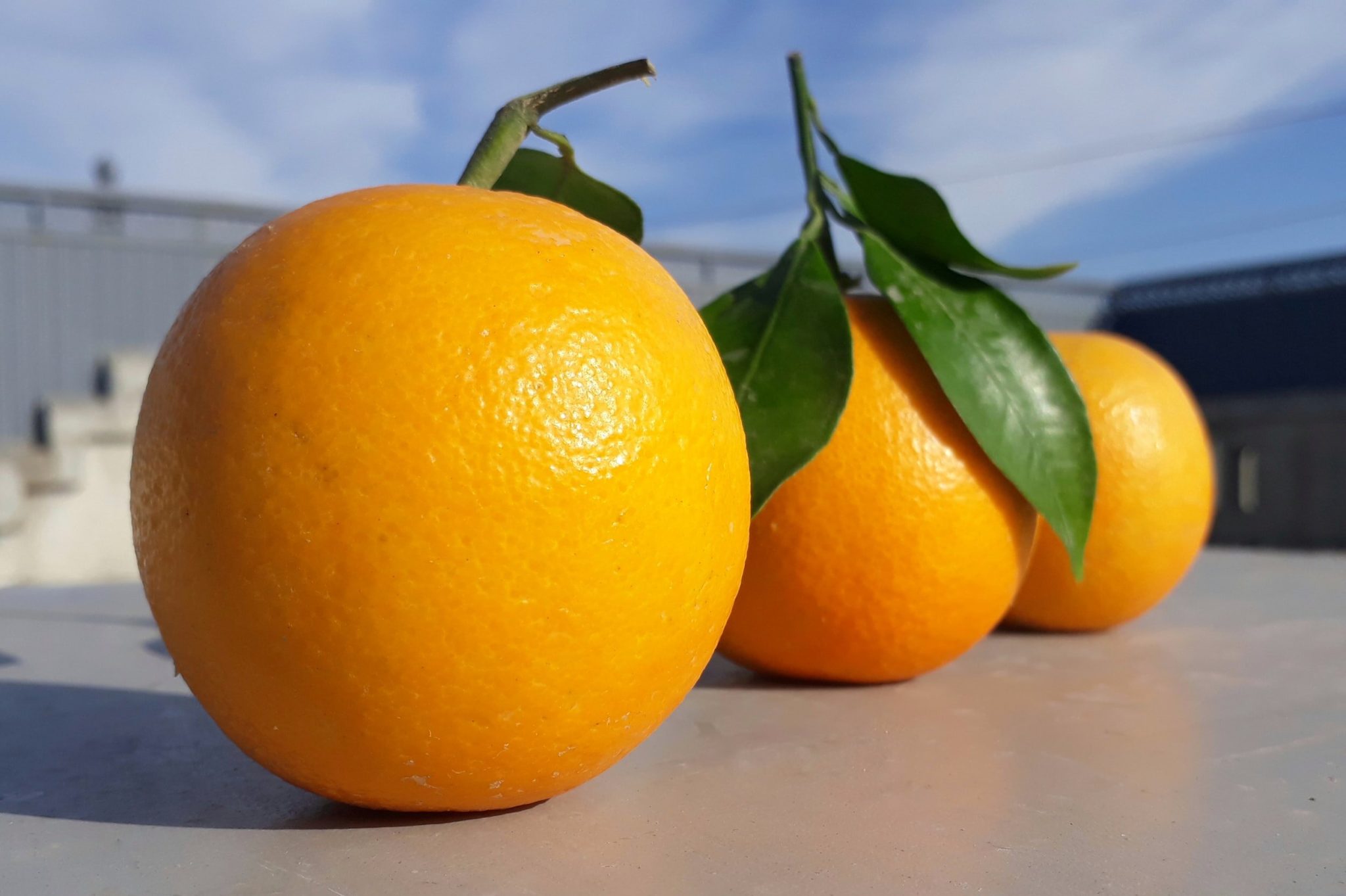 Image classification model example - identifying and labelling an orange 