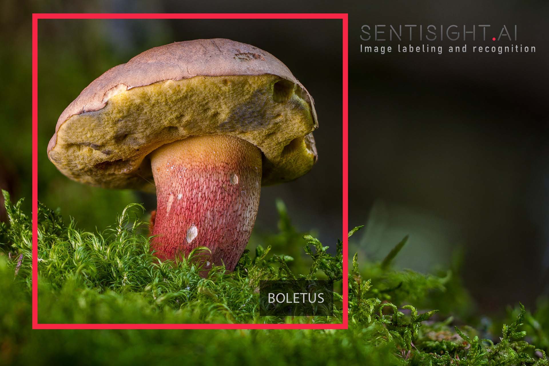 Object detection models example of wild mushroom.