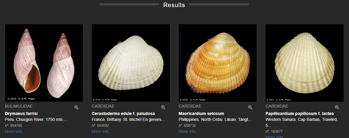 seashell identification