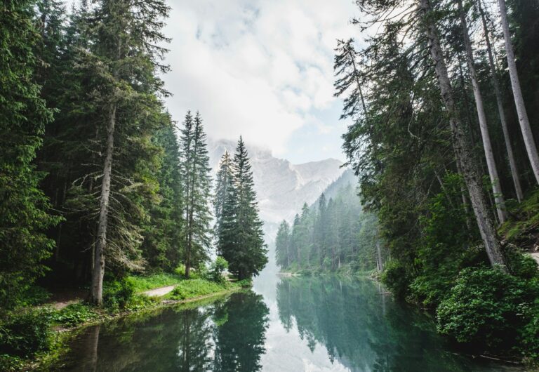 A forest river. Image credit: Luca Bravo via Unsplash, free license