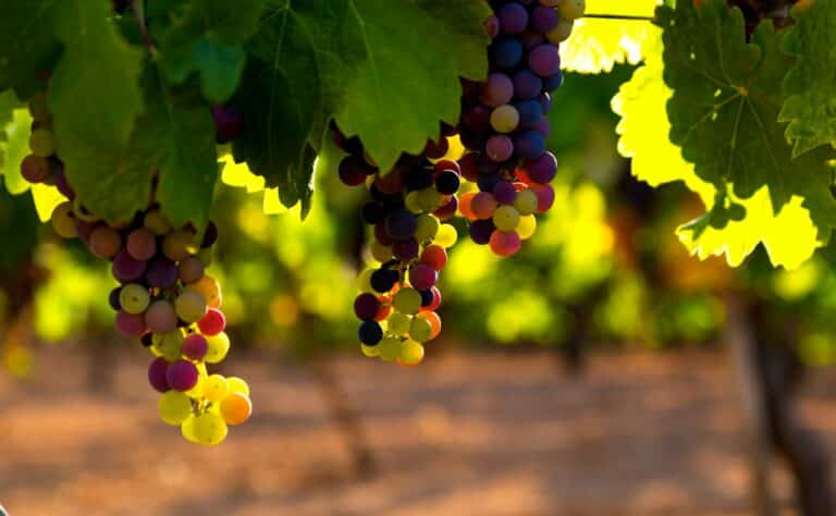 The AI Sommelier: How Machine Learning Is Increasing Vineyard Production - SentiSight.ai Grapes in a vineyard. Image credit: Jose Alfonso Sierra via Unsplash, free license